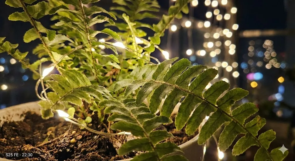 Exemplo de foto noturna Galaxy S25 FE